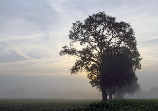 (Water) mist is natural. Image courtesy of Uschi Dreiuecker / pixelio.de
