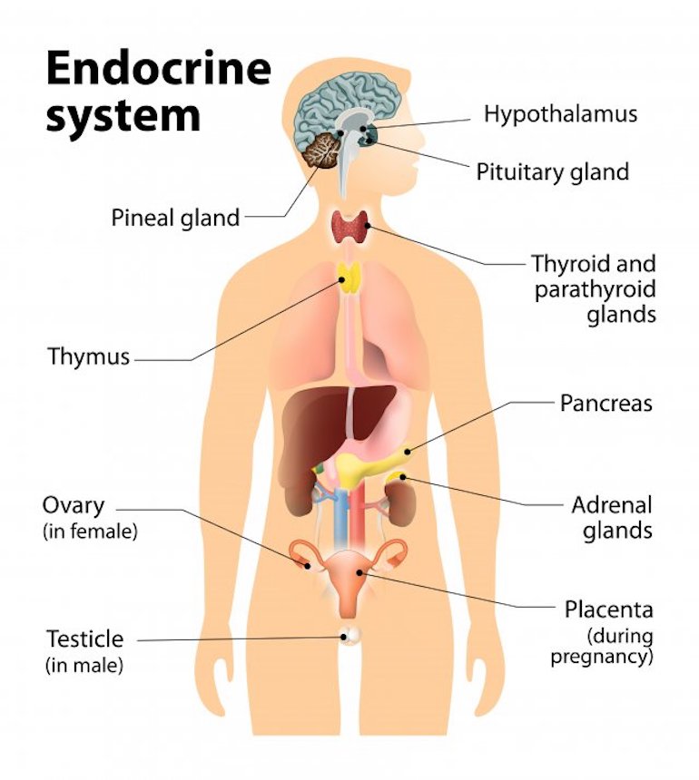 Chart from USEPA: https://www.epa.gov/endocrine-disruption/what-endocrine-system